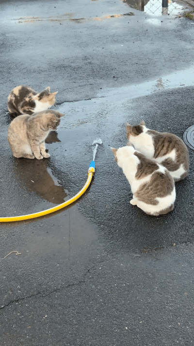 你瞅瞅这几只猫，蹲在水管子跟前，脑袋凑一块研究流水，看得那叫一个专注！结果水管子