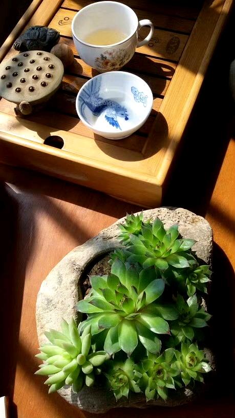 家里的小茶室一角，多肉长得饱满，午后茶来一杯。