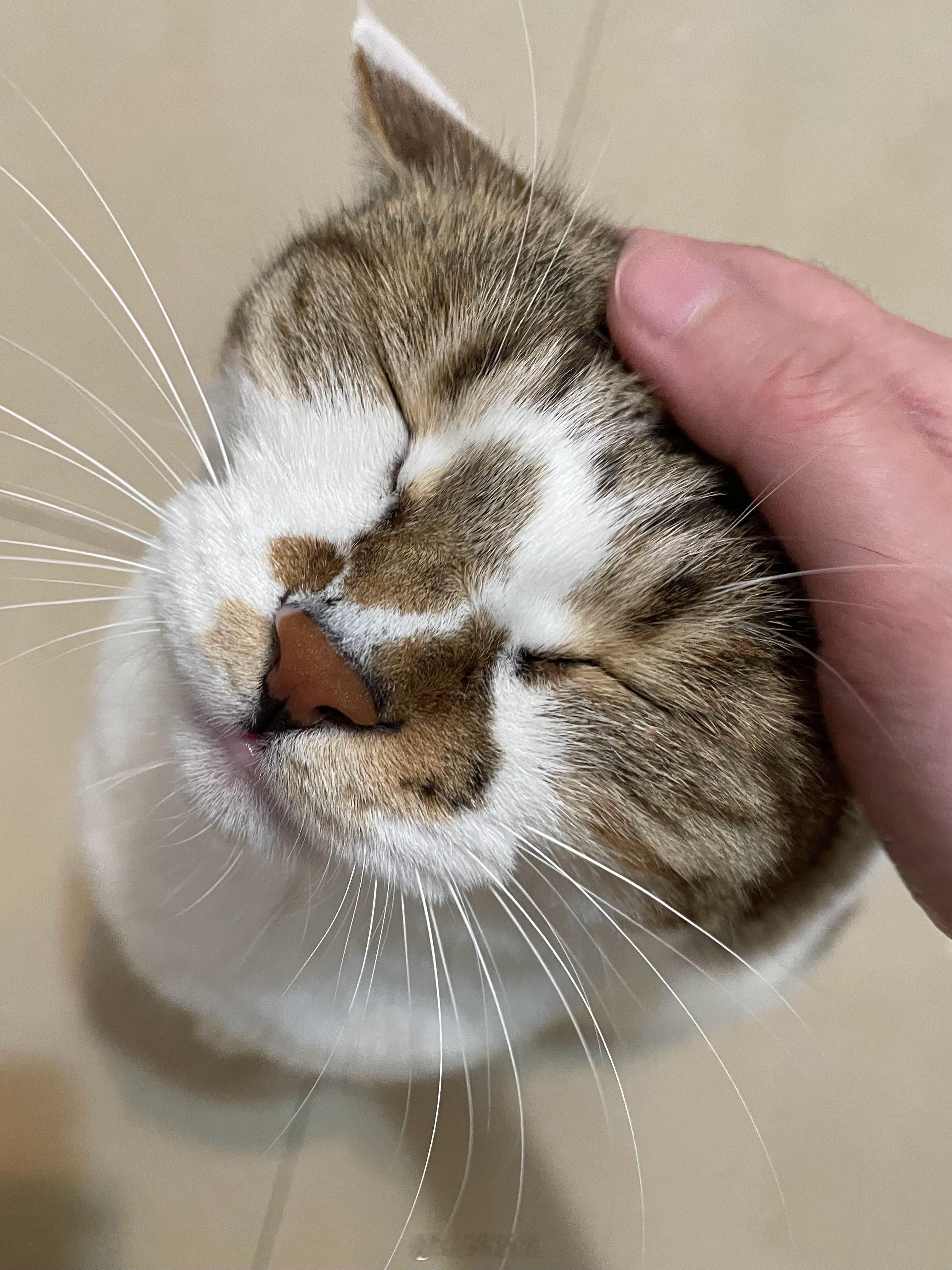 哪来的海豹 