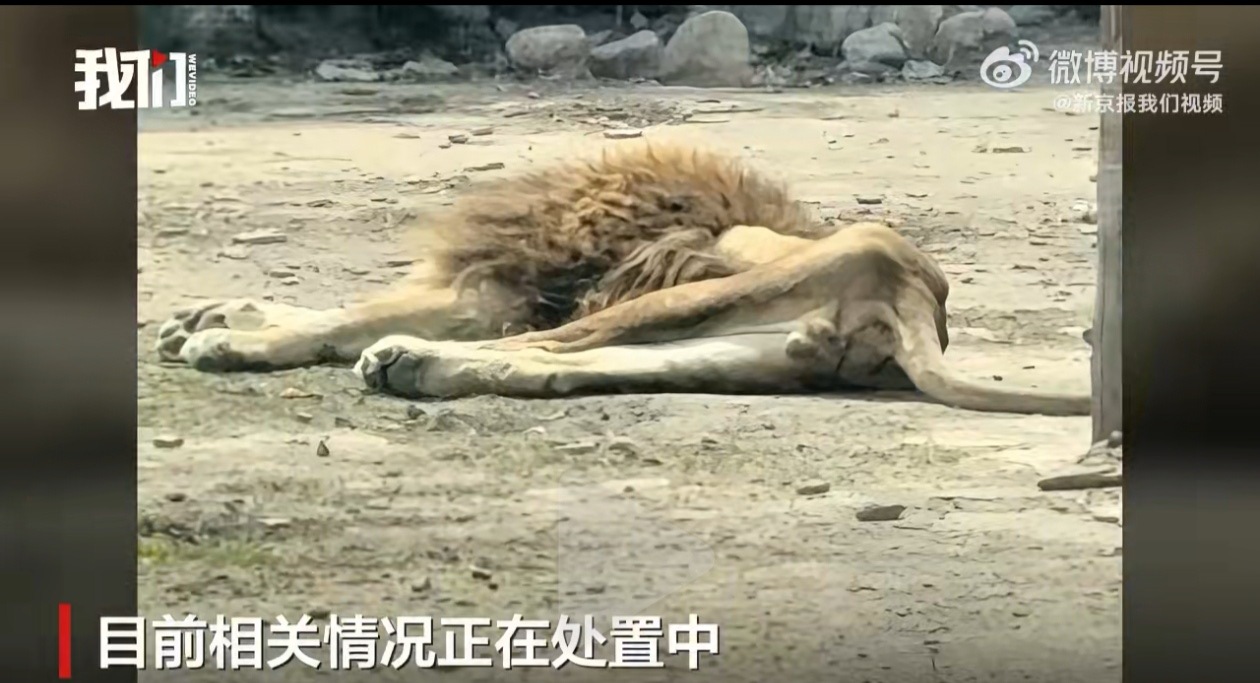 狮子因配偶去世数十日未正常进食    百兽之王也有深情软肋，失去相伴的羁绊，连食