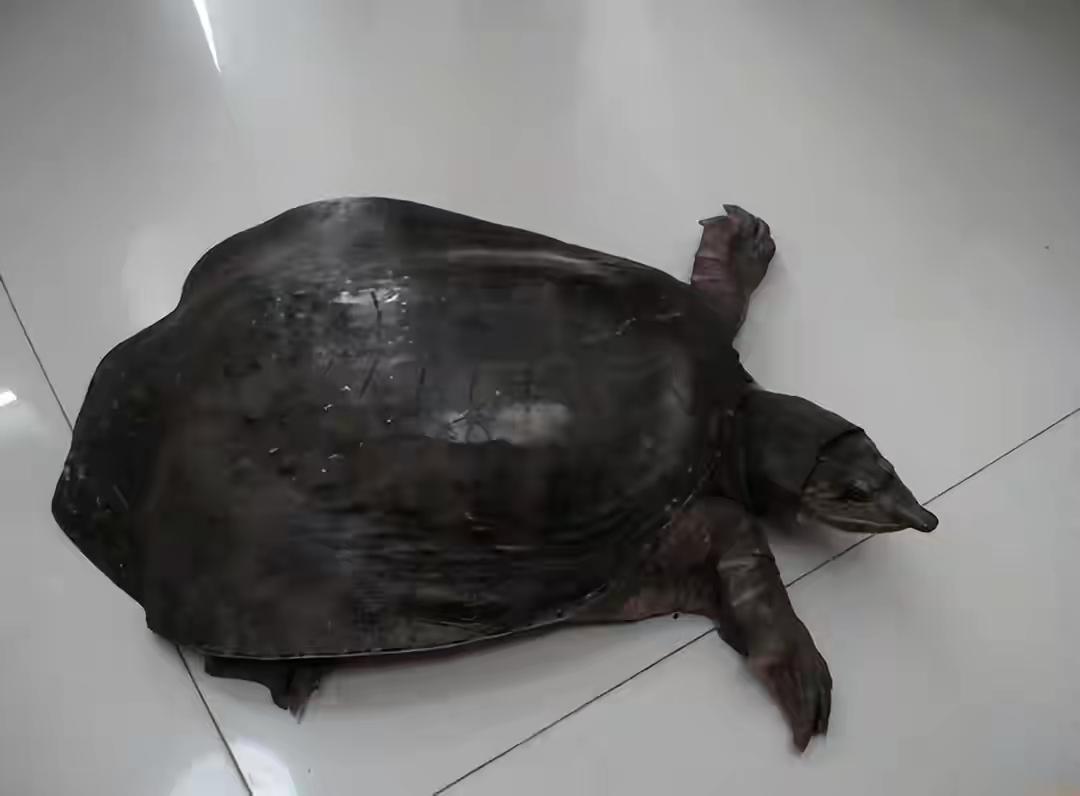 山瑞鳖（动物们187）

山瑞鳖是鳖科山瑞鳖属的一种动物，山瑞鳖属仅包含山瑞一种