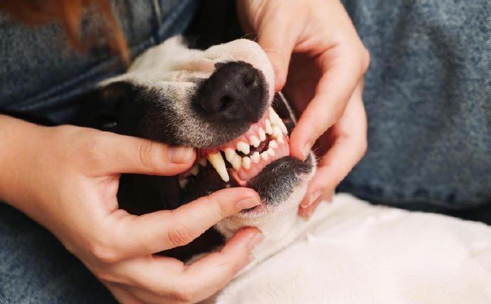 云南澜沧，女子被邻居犬只咬伤腿部后及时接种疫苗，不料两日后突发特重型颅脑损伤，经
