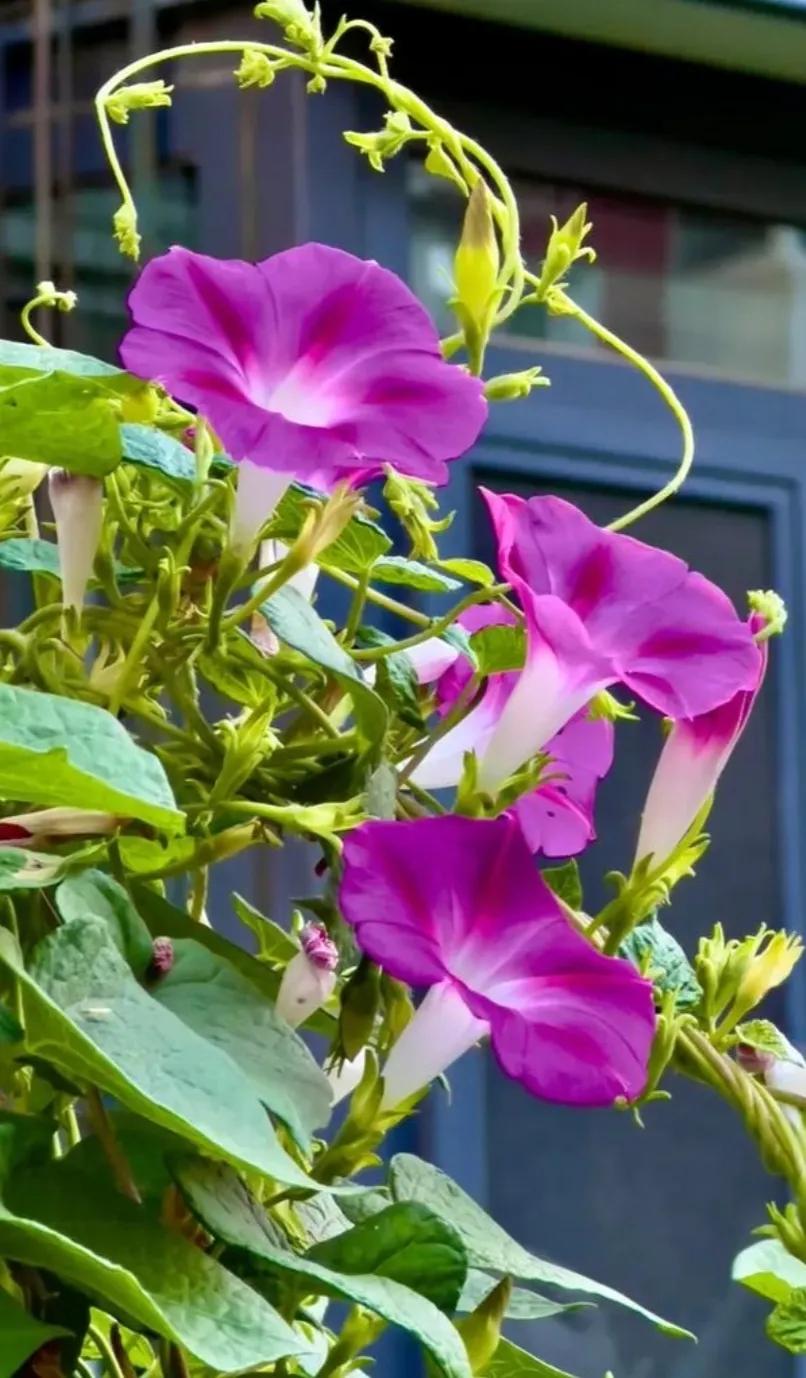 △牵牛花与初秋△
晨起望明将头抬，
室外牵牛花艳开。
抢丽小鸟丛中闹，
争蕊蝴蝶