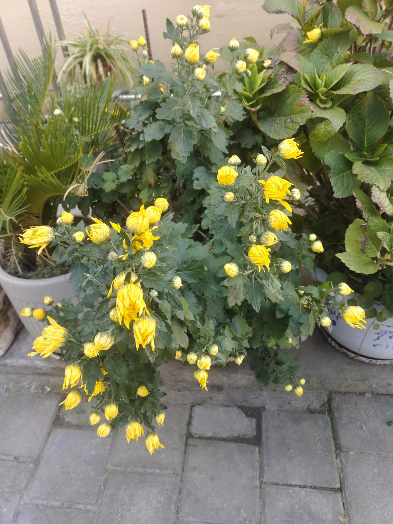 一张图证明秋天来了