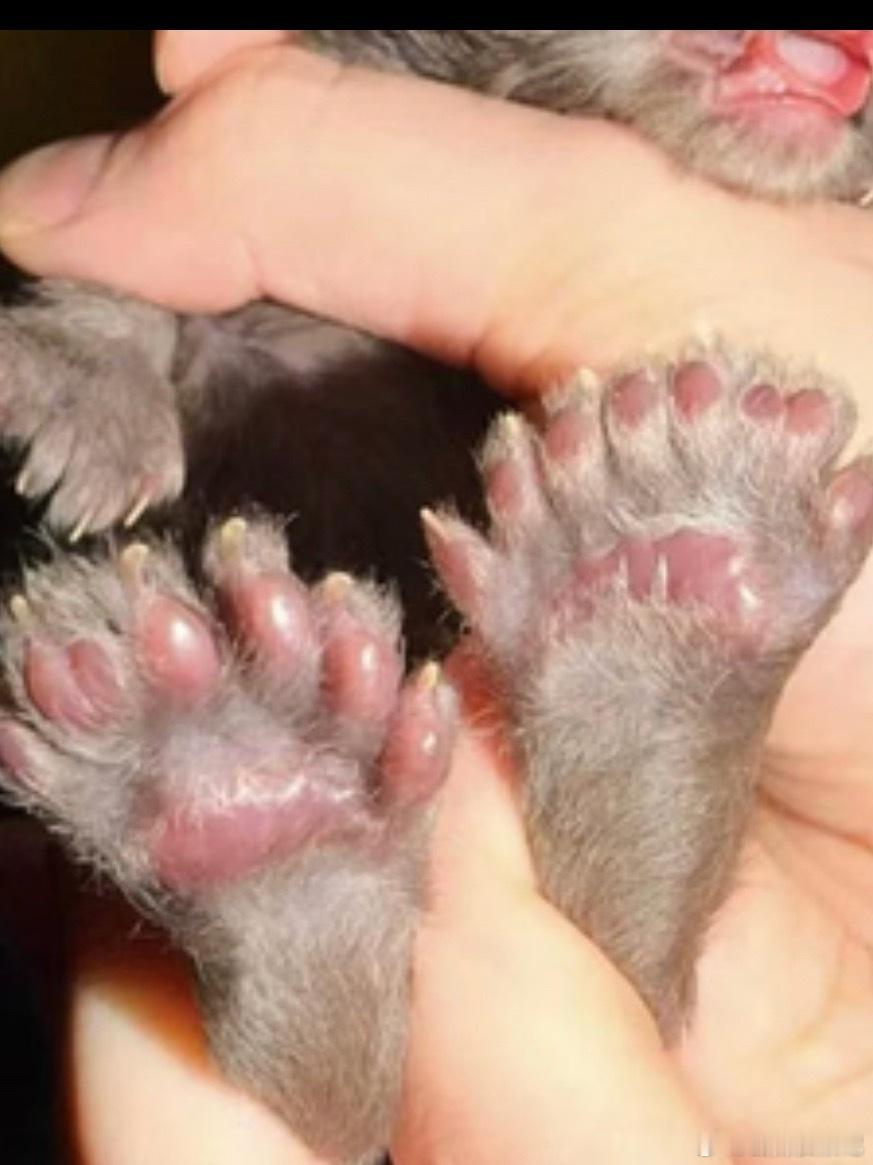 美国新生小猫长29个脚趾破记录这只29个脚趾的小猫刷新吉尼斯纪录，看着新奇有趣但