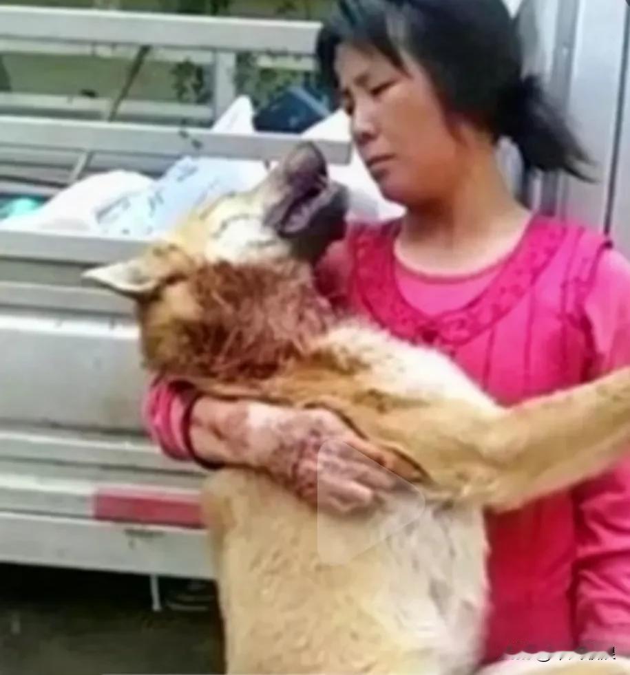 儿媳妇捡回来的一只流浪狗，特别能吃婆婆十分嫌弃它，剩儿媳上班不在家贰佰元卖给了狗