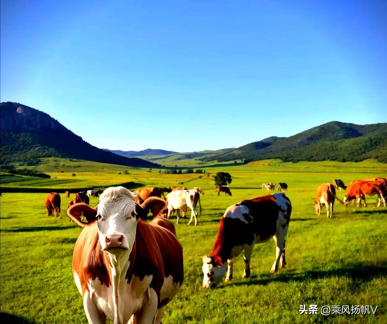 商务部发布公告，从6月20日0时0分起，任何从澳大利亚运抵中国、超出年度配额的牛