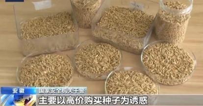 “应该立即死刑！”央视新闻在4月14日曝光了一起惊天大案：我国杂交水稻之父袁隆平