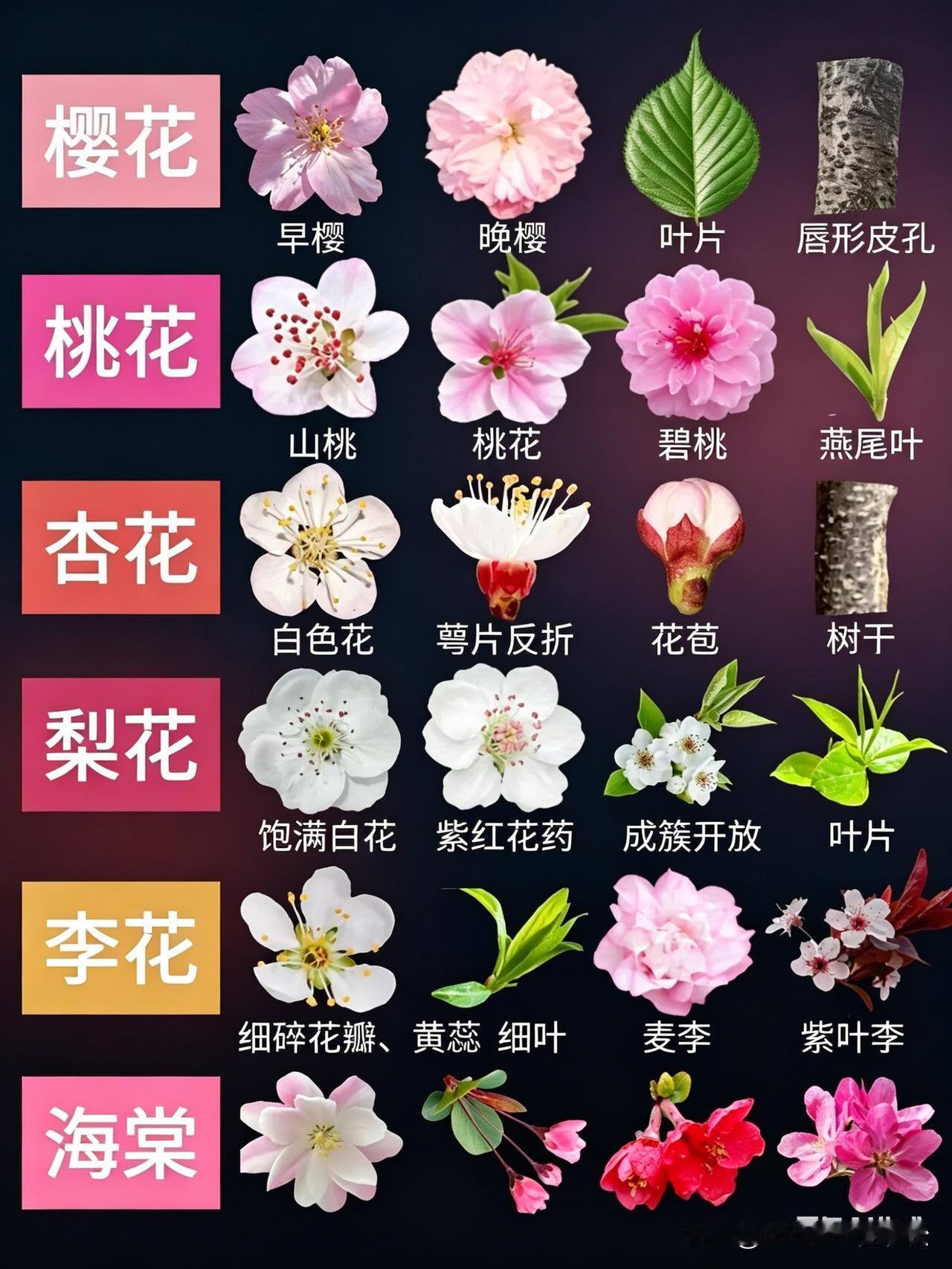 春季果树开花，对照看看是什么果树桃树花红报春 4月的果园 春季果树养护 果园春景