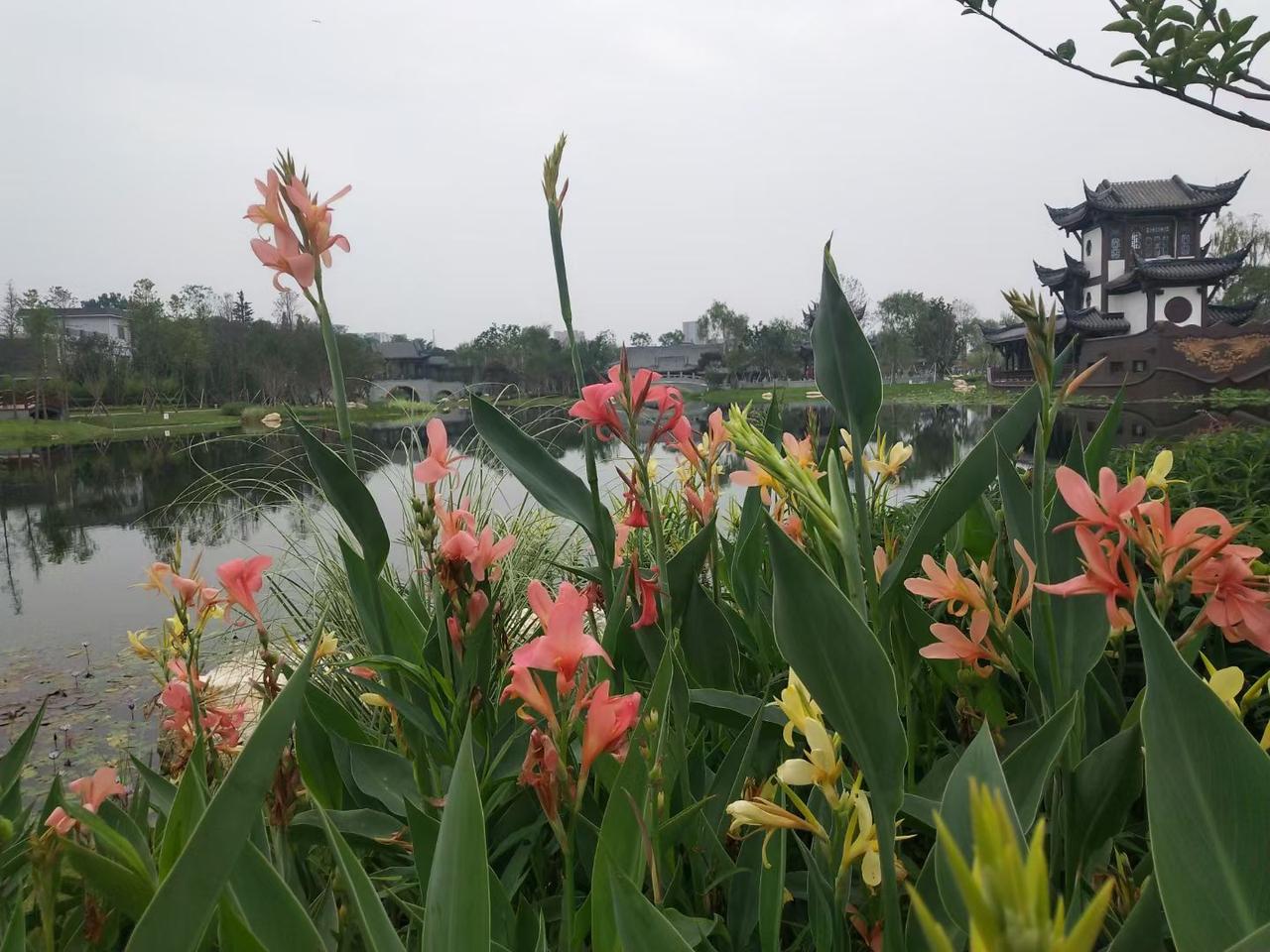 仲春到蜀园去打个卡

仲春四月，风和日丽，春意盎然，百花争艳。

昨天成都天气晴