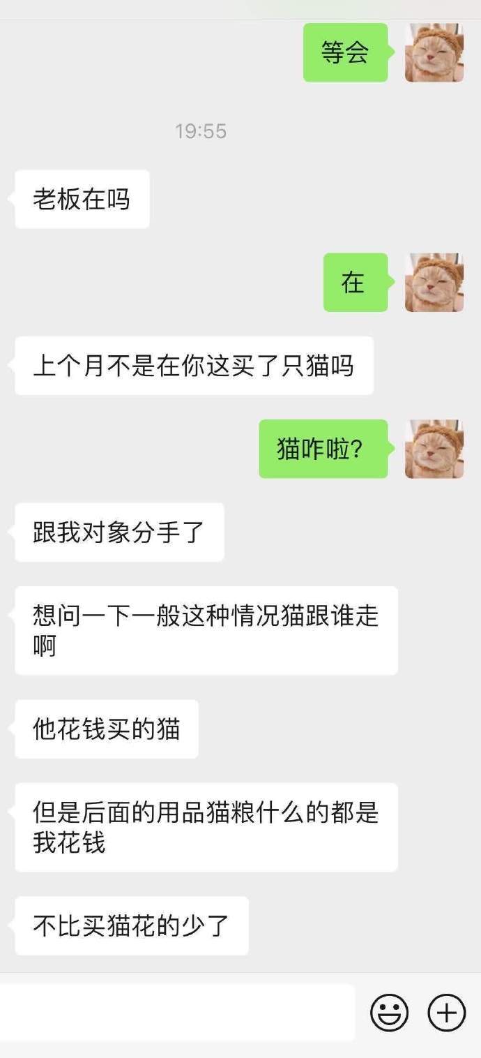 #小猫的生活水平比我高# 为了怎么分配一只猫有木有可能不分手 ​​​
