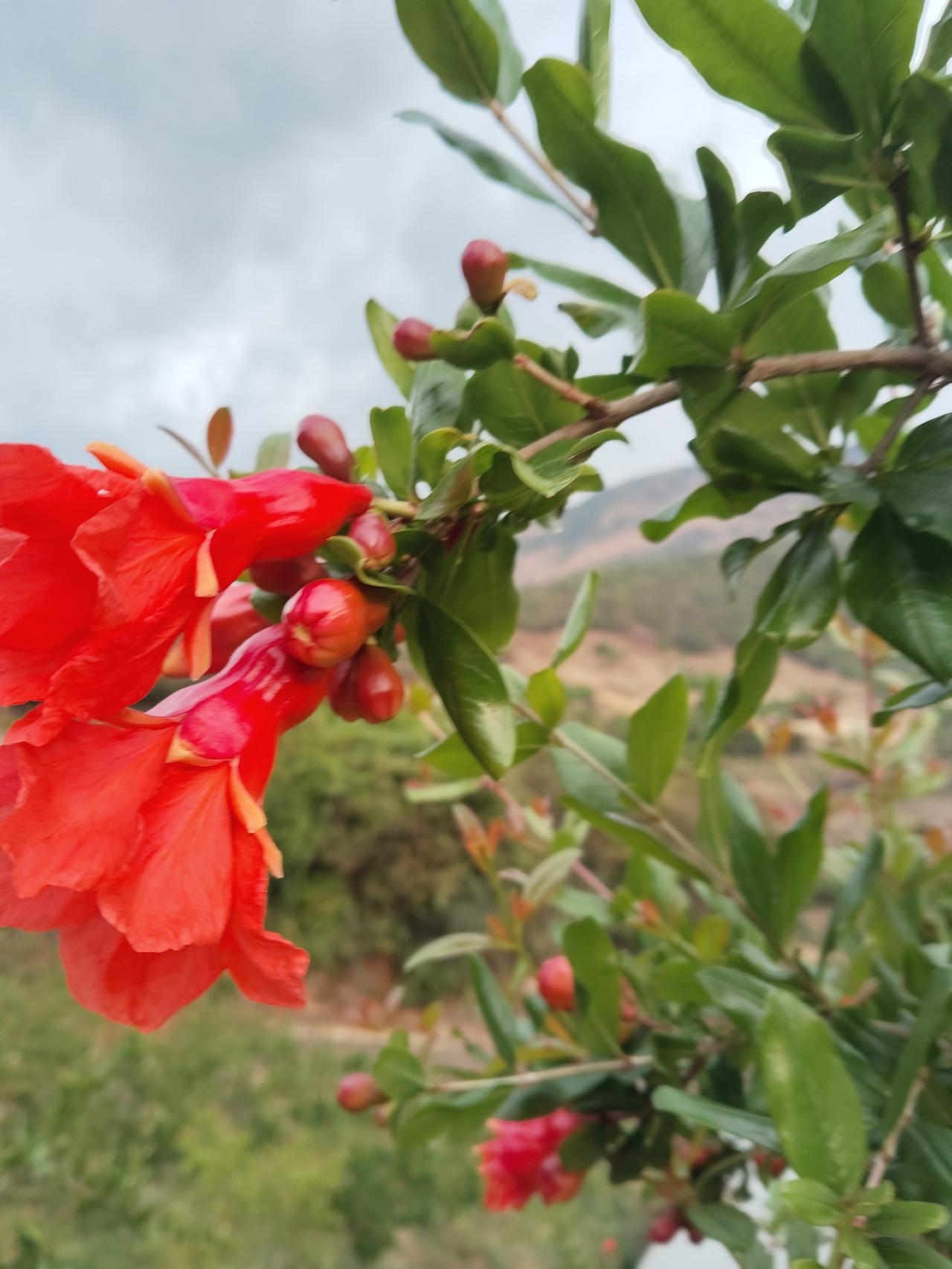 最近赖师傅不是发了一些突尼斯软籽石榴树苗吗？可是啊，你们没办法想象，在偏远山区的