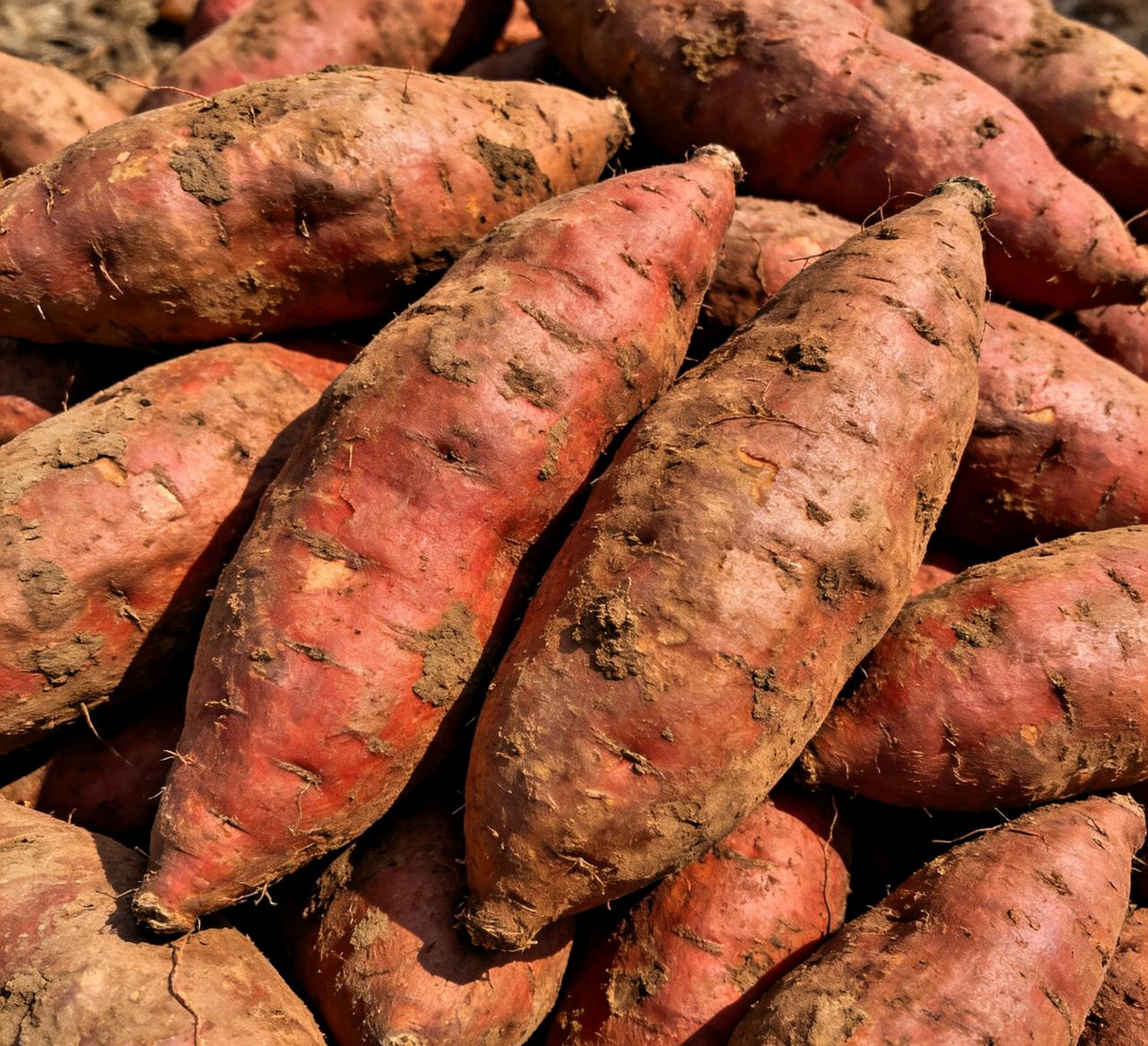 看到这新闻，真是让人无奈。
1月18号，央视曝光云南建水，满地的红薯没人收，全烂