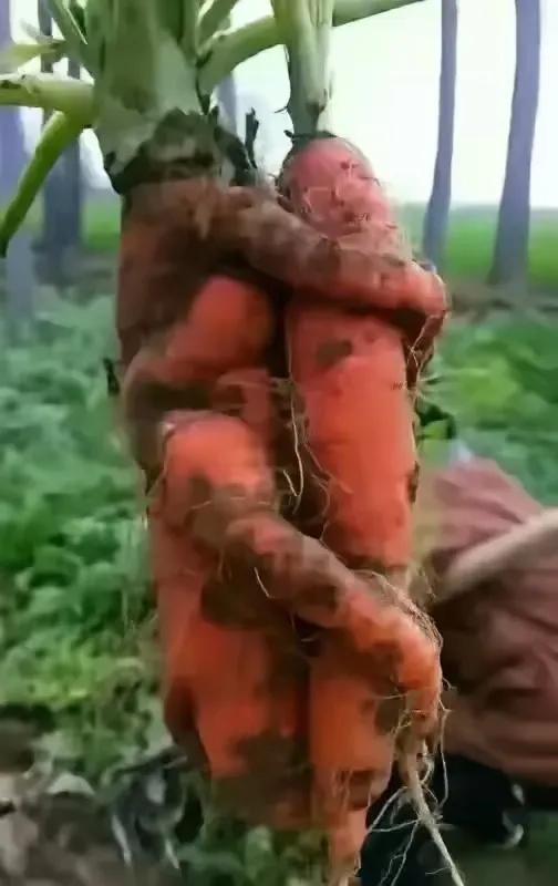 种了一辈子地，也只有这像个人样