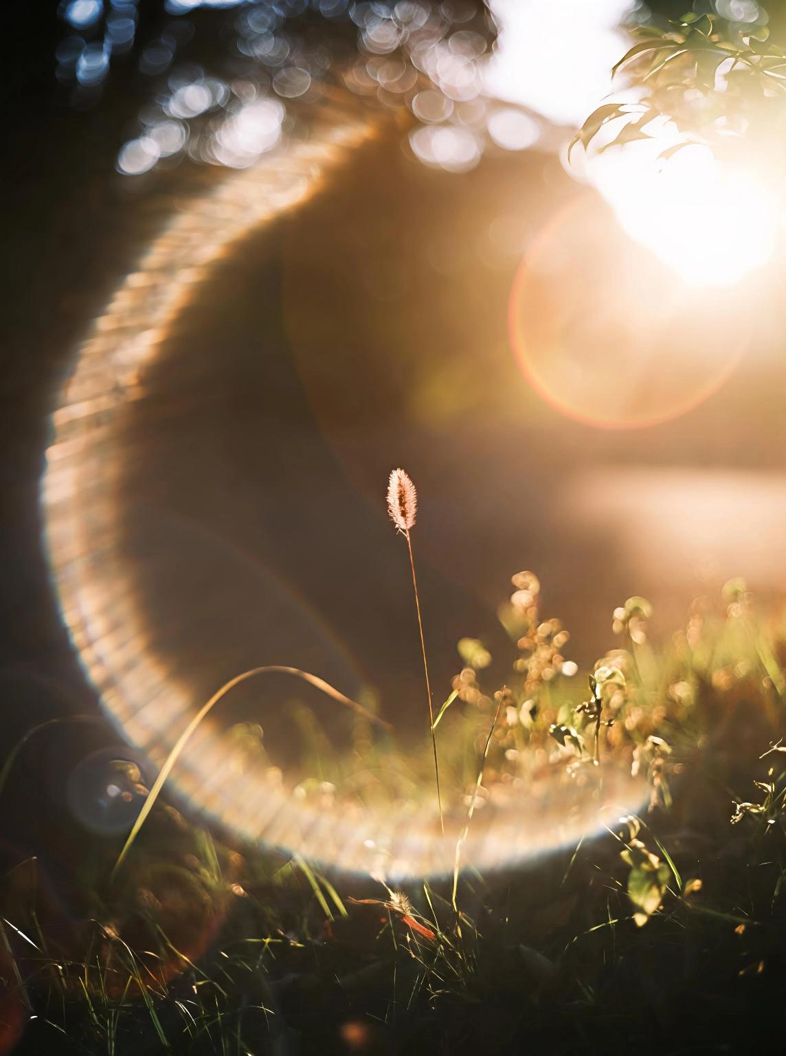 随手拍摄的绿植