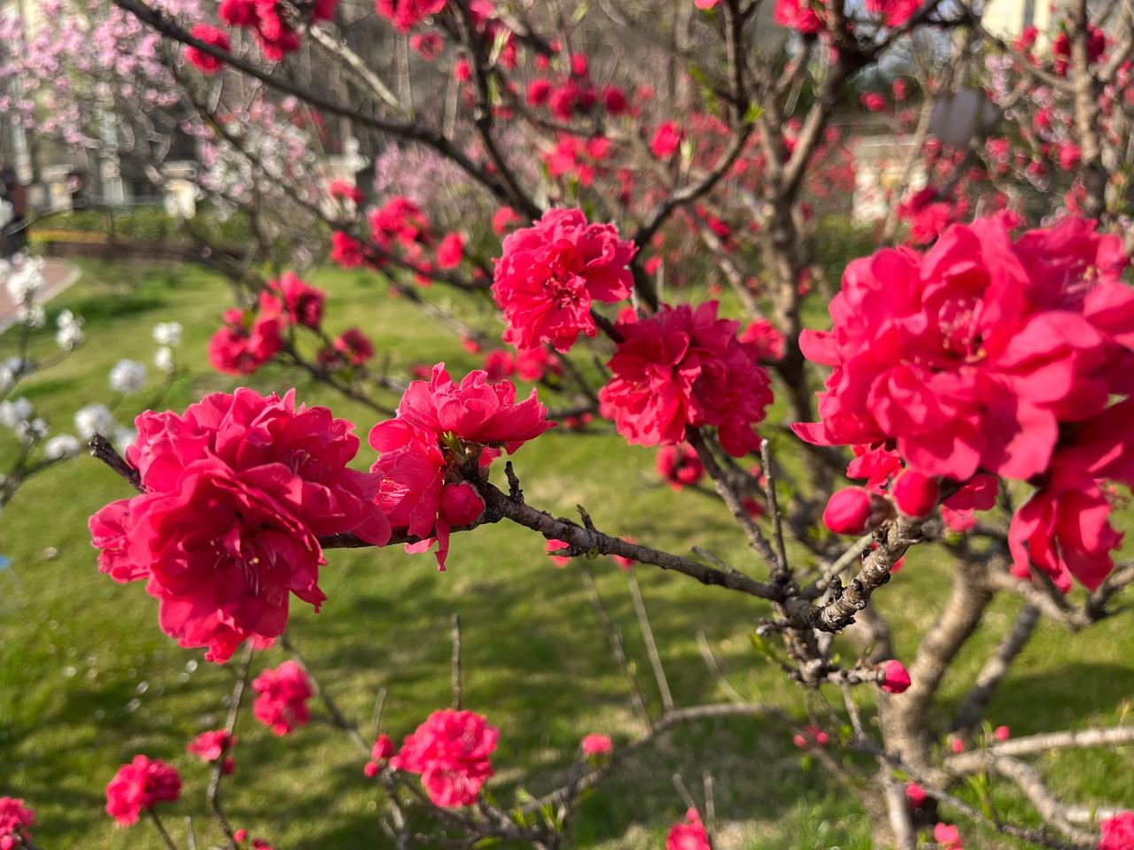 上海今日拍摄机位：浦东新区桃林路。满园桃花一夜绽放，繁花锦簇，美不胜收。
坐标：