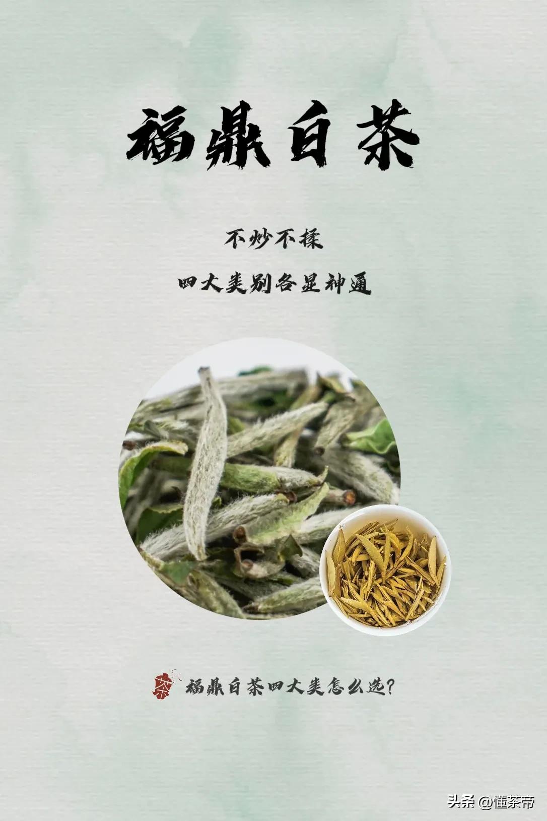 🍵一篇解锁福鼎白茶，看完秒变白茶高手！