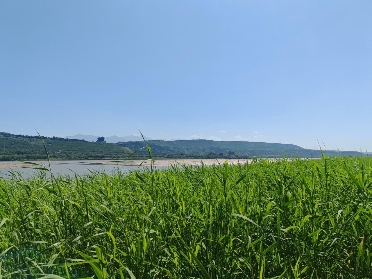 看看你们拍的黄河吧晴日里的黄河湿地风光舒展开阔，前景大片青绿芦苇蓬勃繁茂，修长草