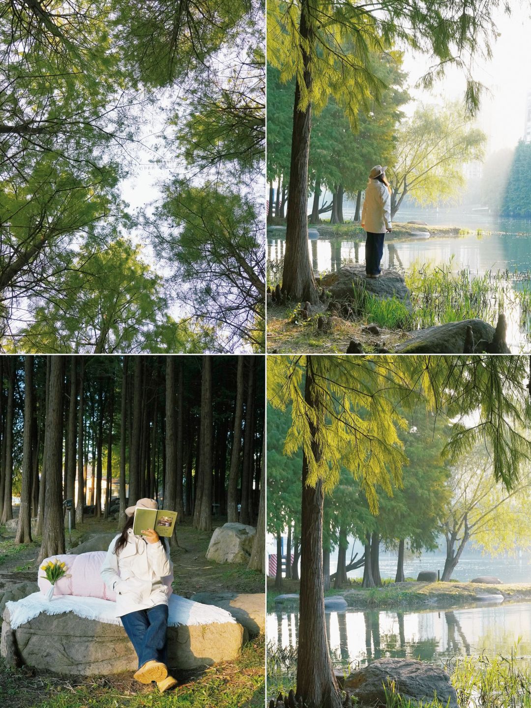 苏州秋日浪漫🍂十里斜塘红杉林实拍📷