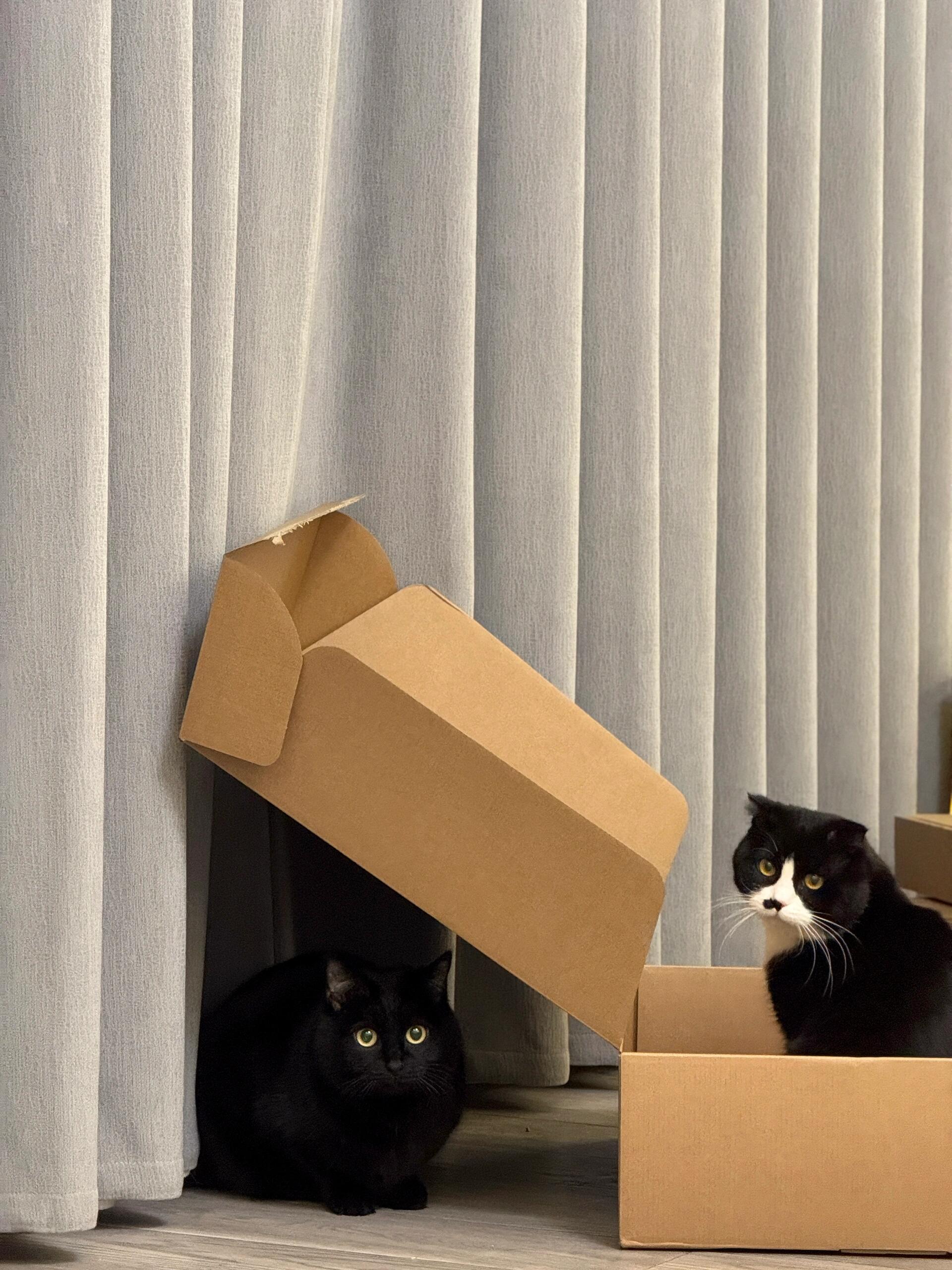 纸箱是猫猫的寄宿学校 