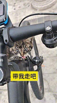 我看了好几遍心里酸酸的！一只流浪小狸花猫，跑到小伙子自行车跟前，顺着车子往上爬，