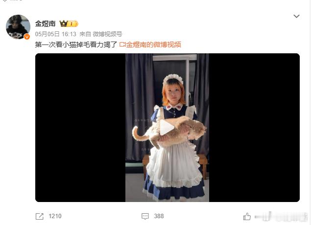 鼻炎患者看绝望了第一次看小猫掉毛看力竭了