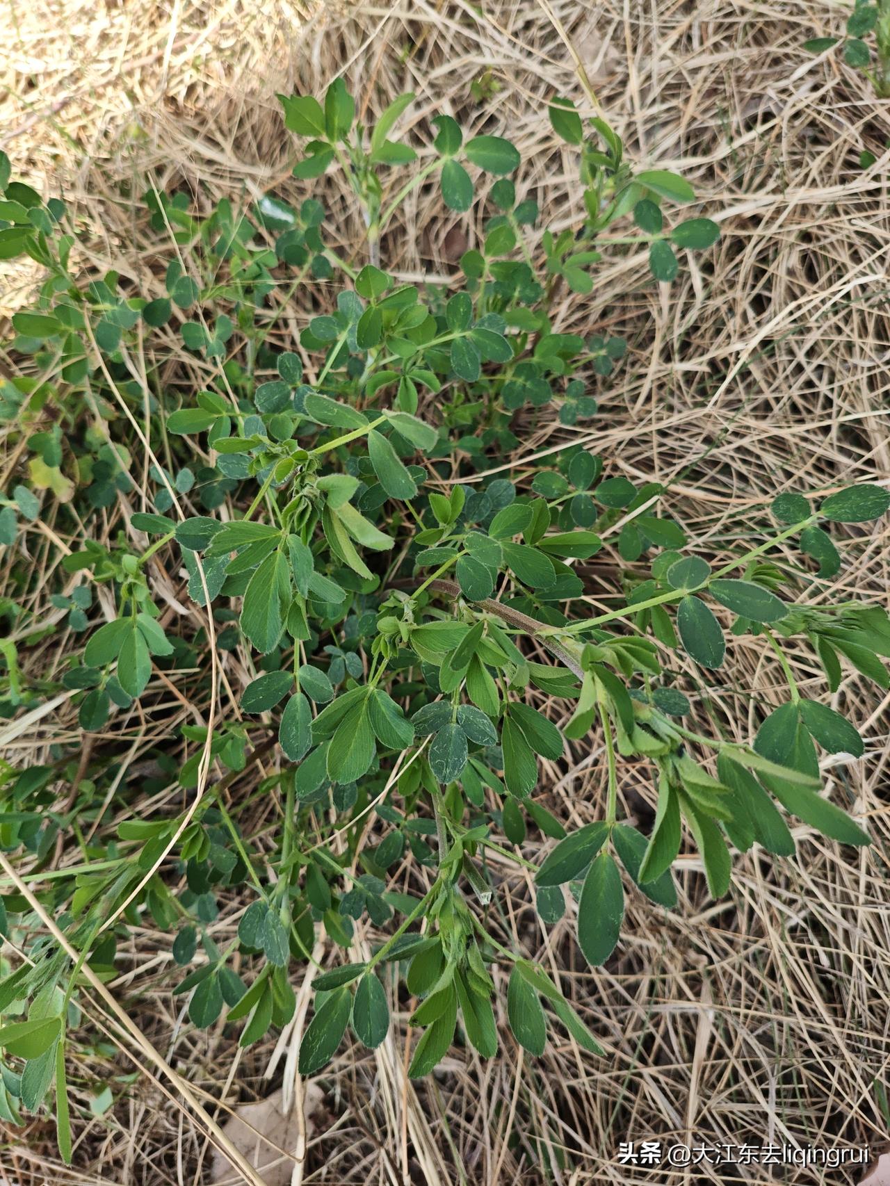 猜猜这是春天里的什么野菜？