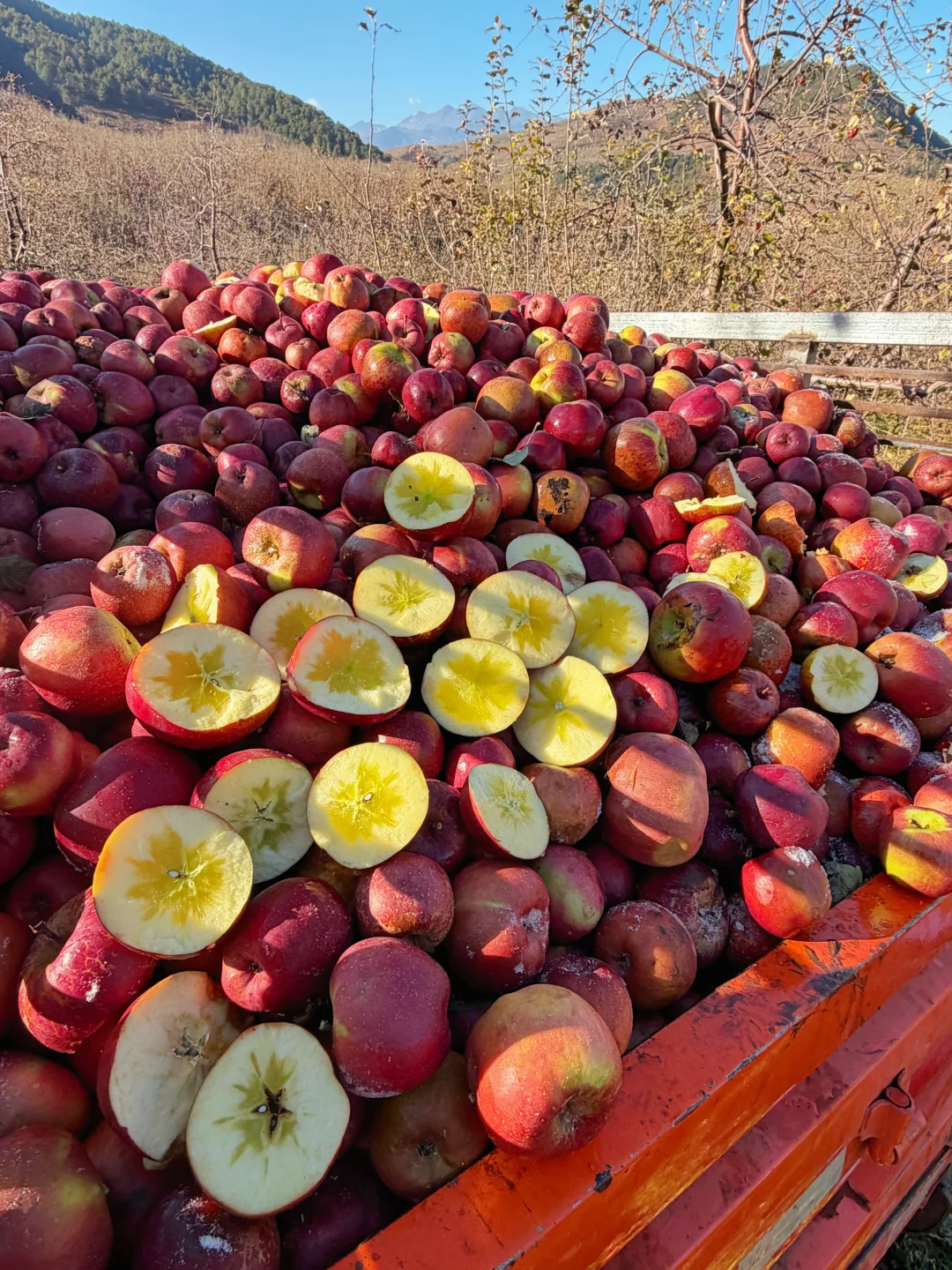 新鲜糖心苹果，发货倒计时4天，错过等明年了！