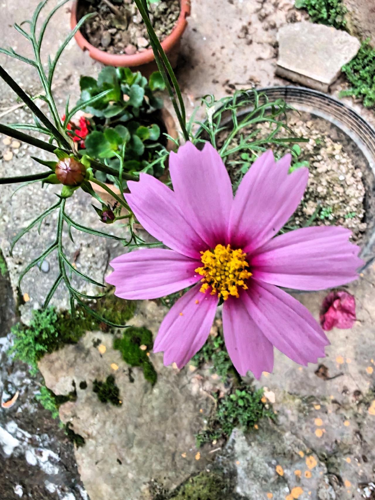 小花儿也好看。