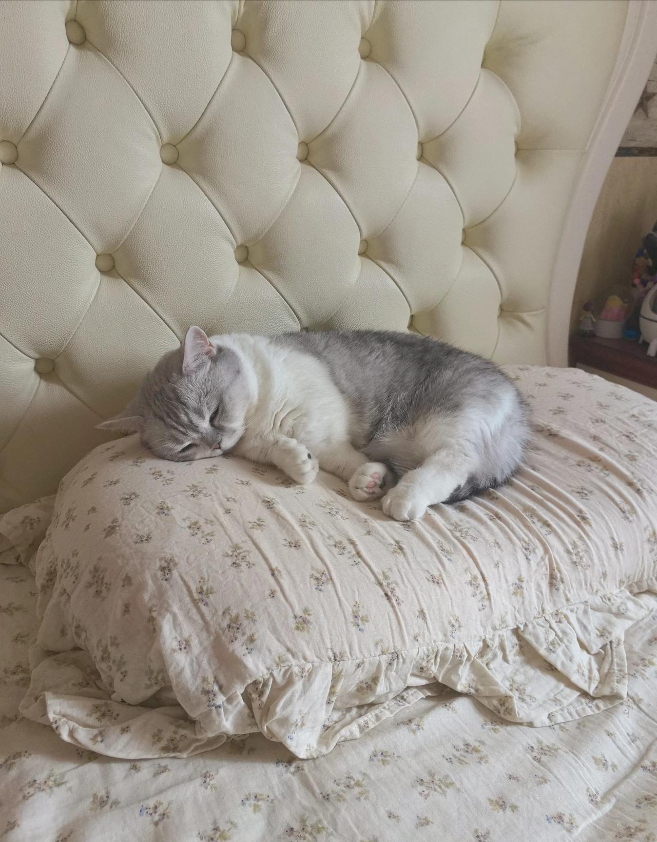 这只小猫咪怎么喜欢睡在主人的枕头上#喵咪的奇怪睡姿# #猫咪的睡姿分享# #可爱
