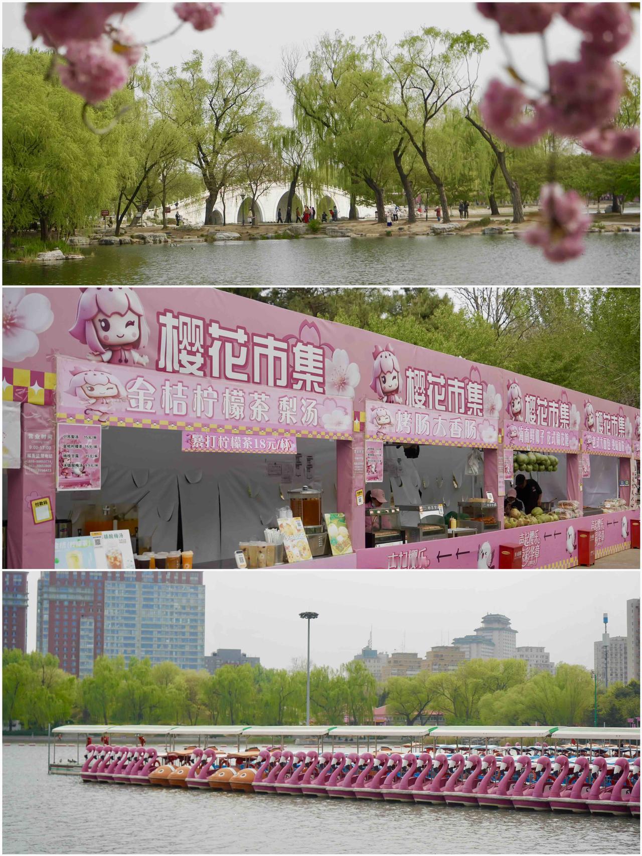 玉渊潭公园，晚樱正在盛开，真是好喜欢这一抹粉白色

🚶‍♀️游玩路线：西门 →