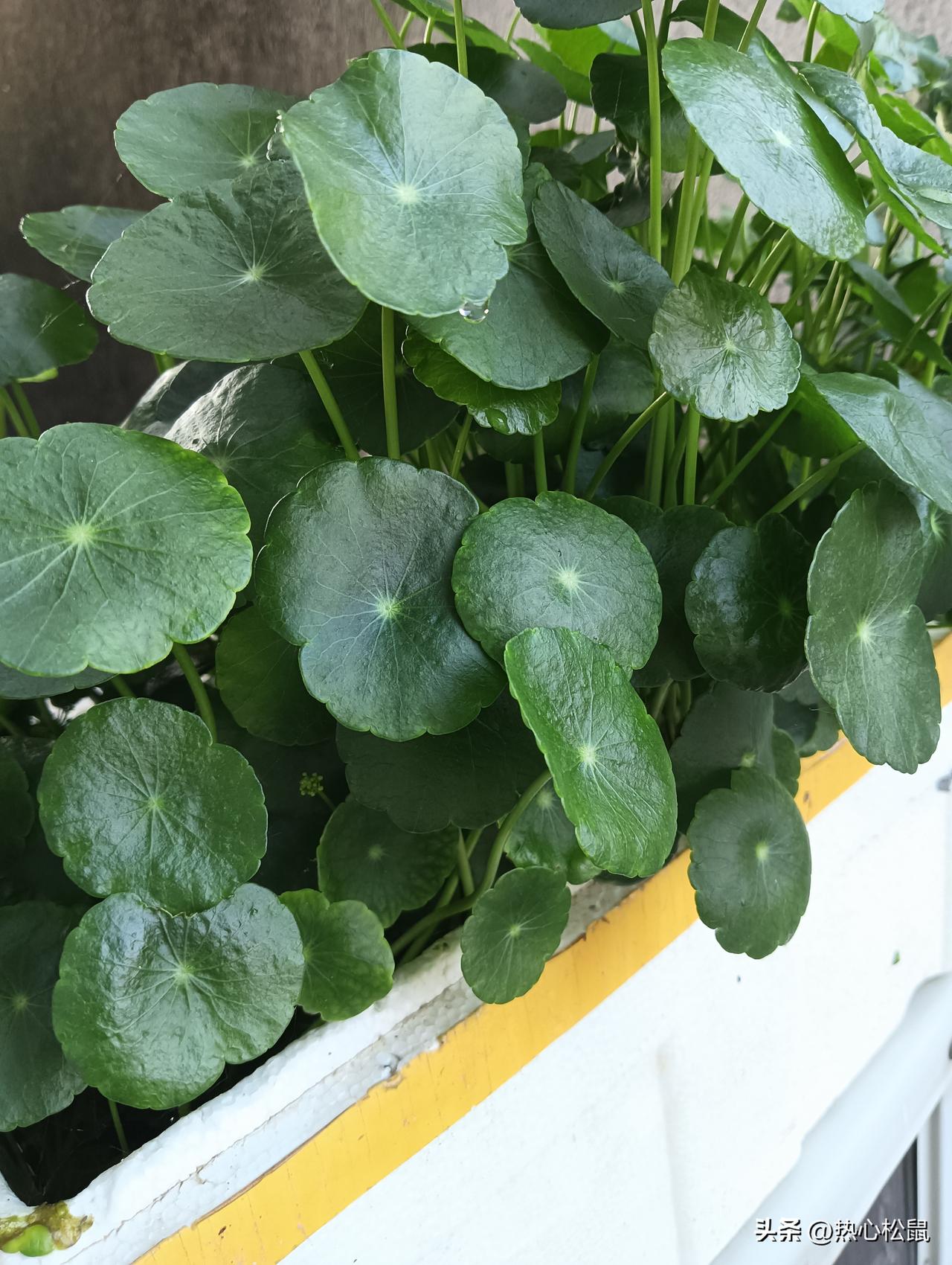 绿意盎然的藤蔓植物，生机勃勃的自然之美。