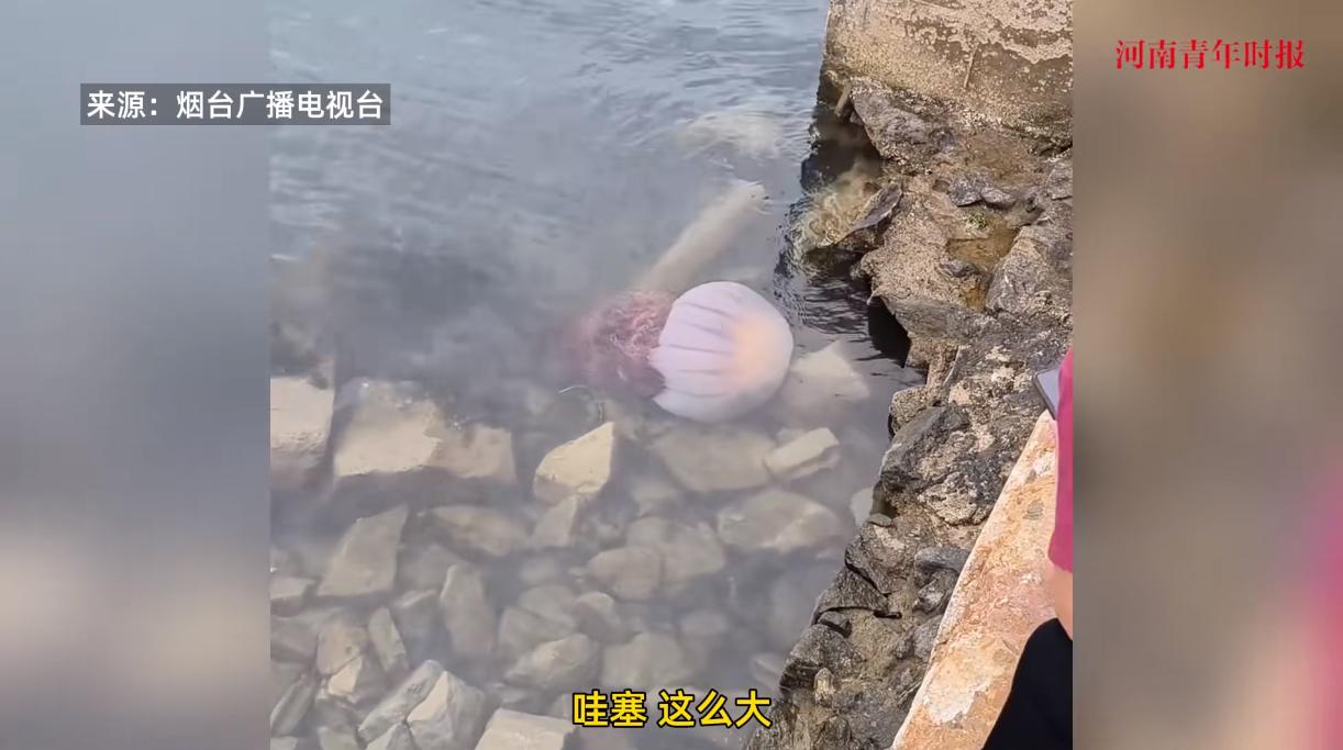 山东烟台，一群游客在海边玩耍时，意外看到了一只巨大无比的海蜇，那个头足有1米左右