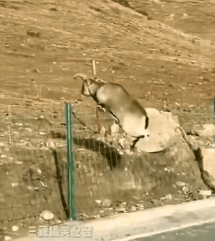 笑到拍腿！
 
    一只野鹿跳网围栏，

    不知道是没算好距离还是围栏