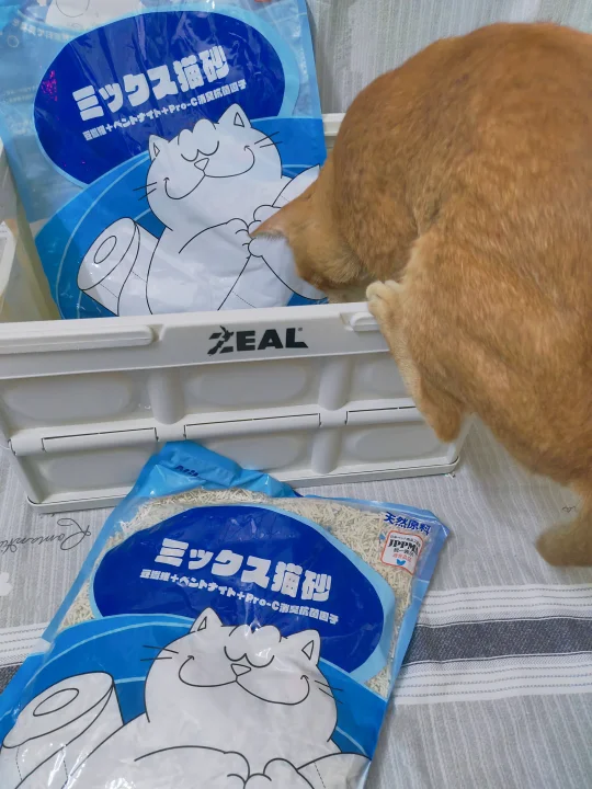 换新猫砂我家猫比我还急😂