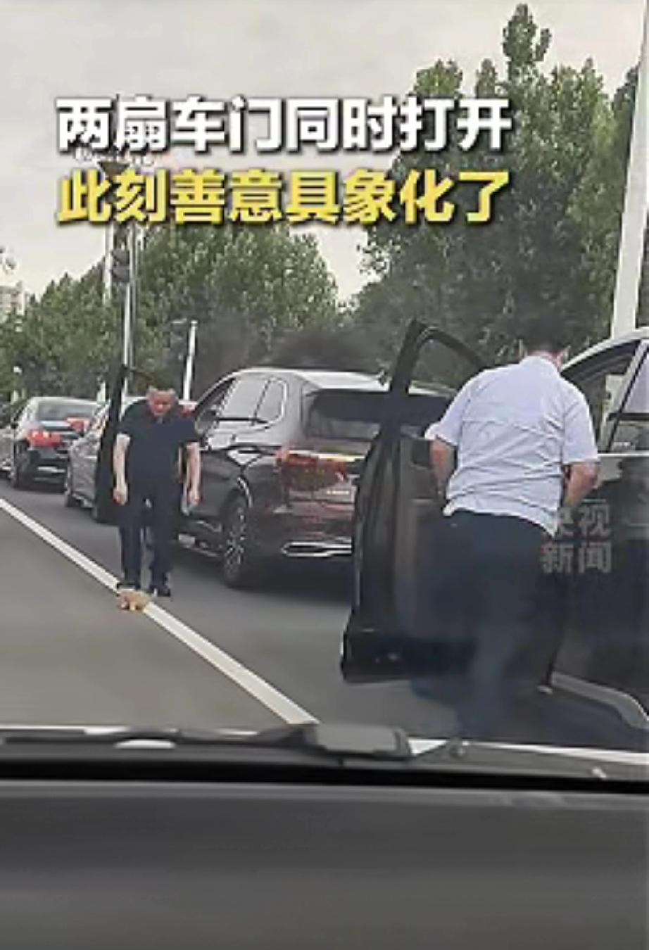 没想到火上央视新闻了！近日山东聊城，一只小奶猫不知为何走上了马路，被困在车流了之