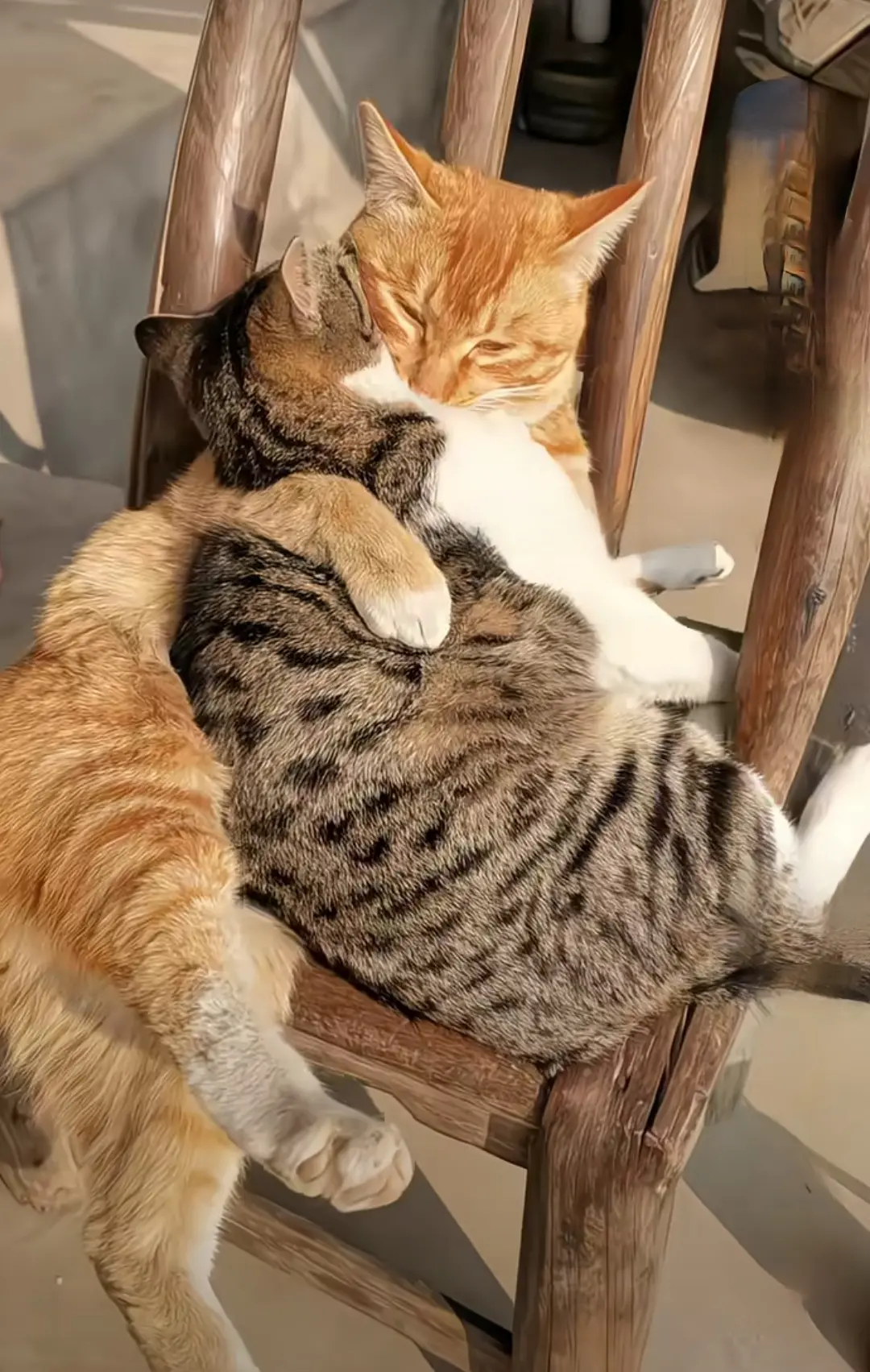 看到两只猫咪依偎在一起，心都被萌化了！那一刻，时间仿佛静止，温馨又治愈。它们这让