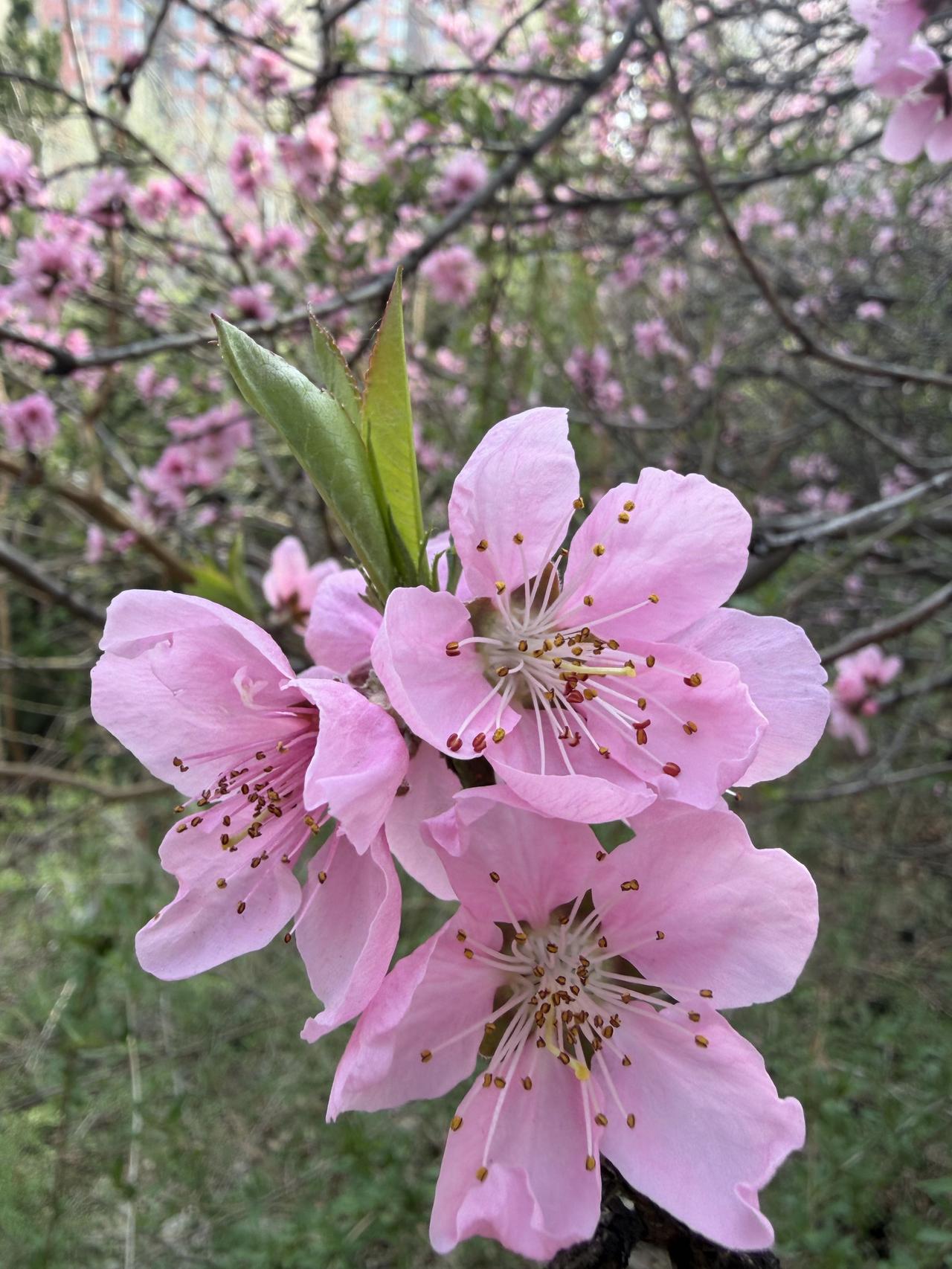 梨花似雪桃花红，
桃红柳绿好心情。
一年好景君须记，
此刻人间春最浓。
写首小诗