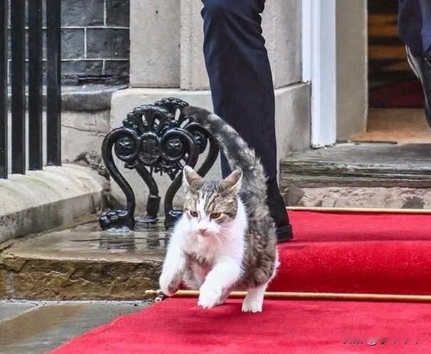这只叫“拉里”的猫，住在唐宁街10号，见证了6个英国首相马上要迎接第7个首相了。