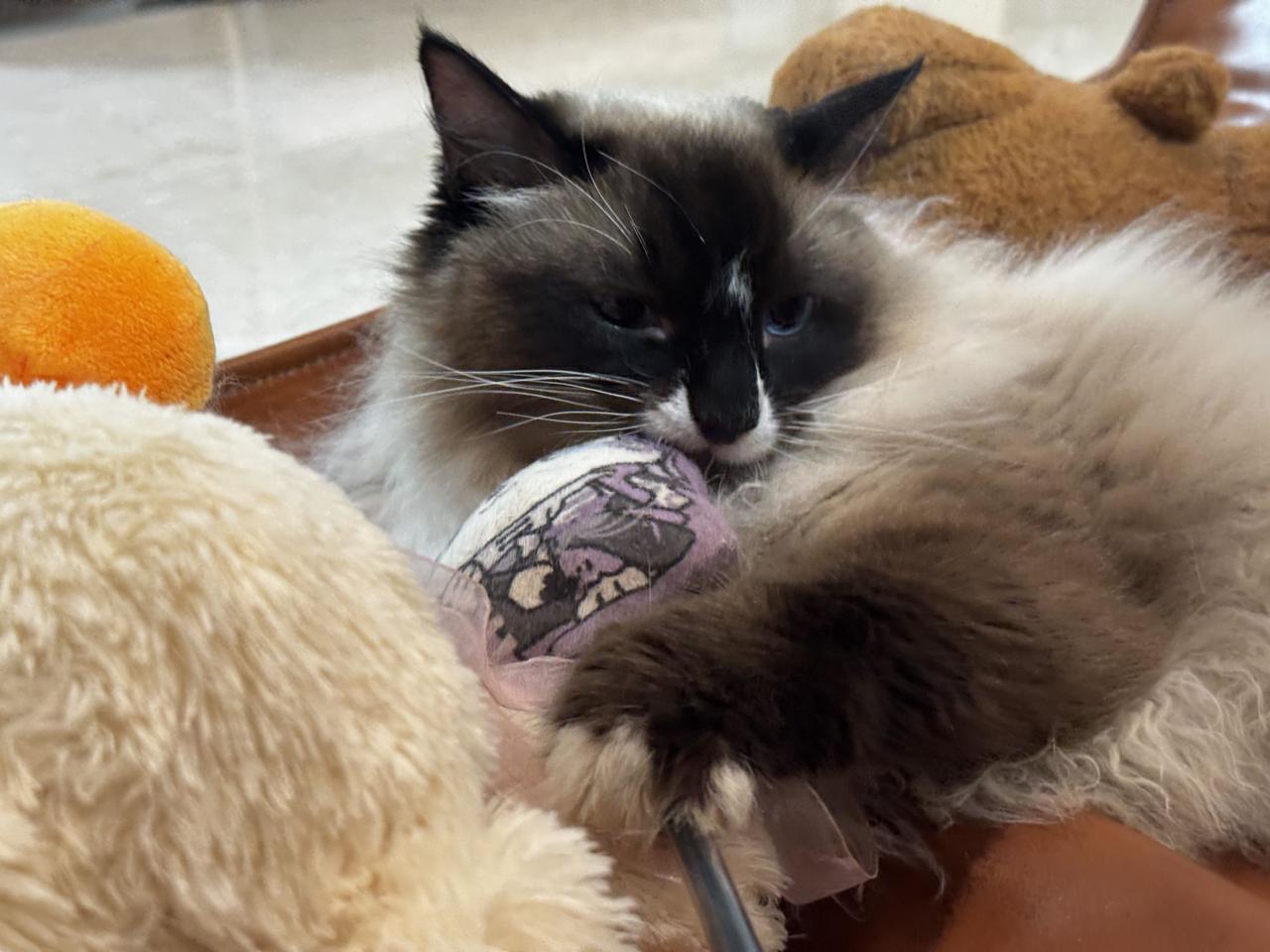 小可爱已然长成巨猫，赶紧起来卖萌赚小鱼干！