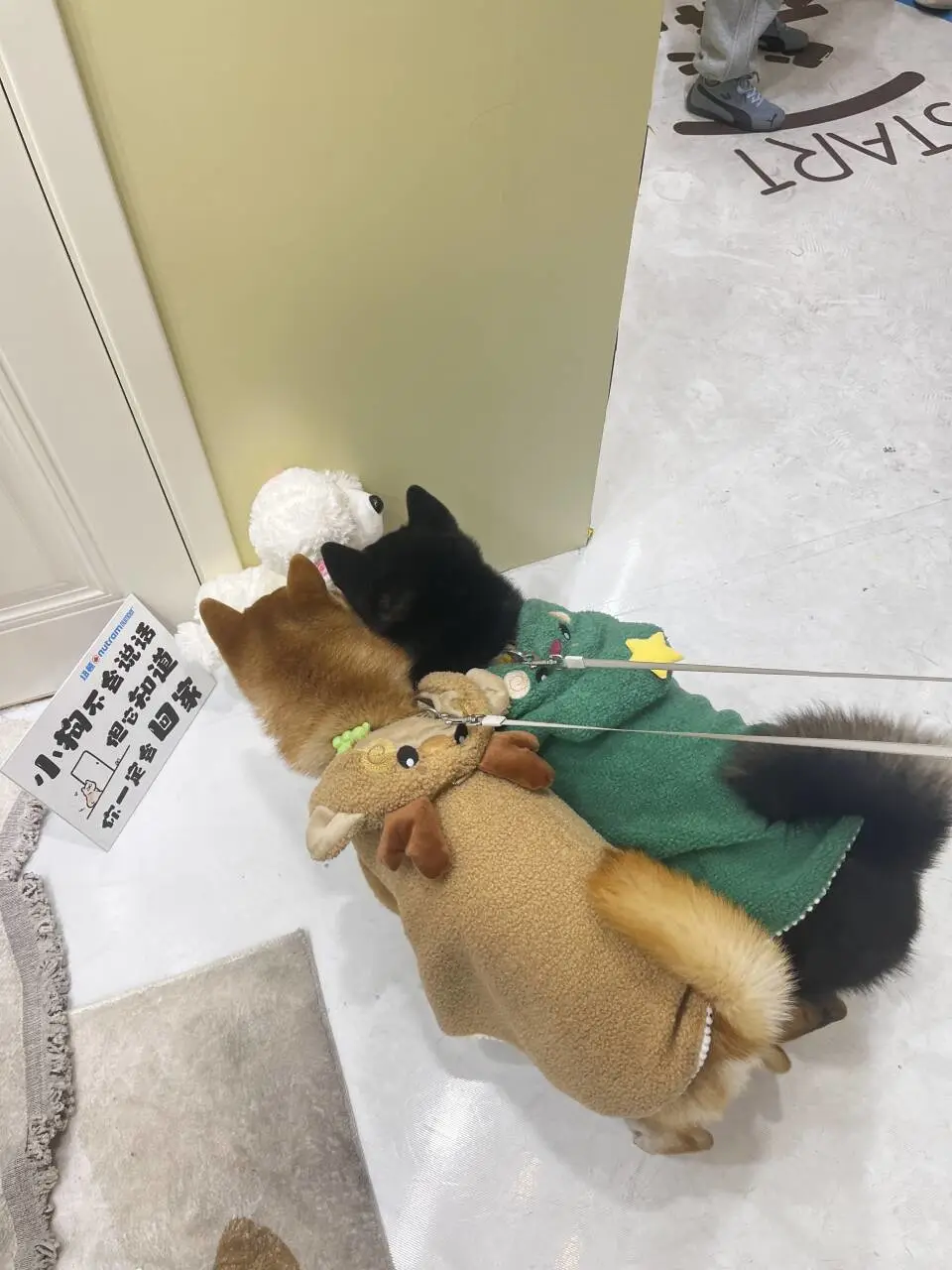 两狗在纽顿快闪学习中