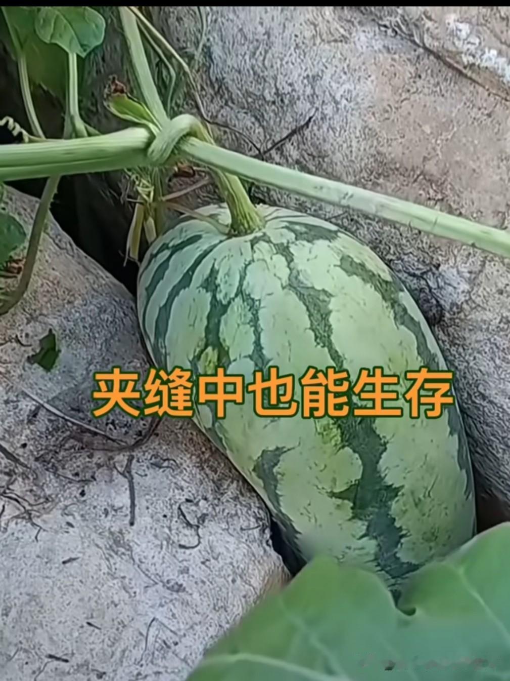 夹缝里长出的西瓜，尽显生命的顽强。一心沉沦，谁也无法相助；心向新生，再恶劣的处境