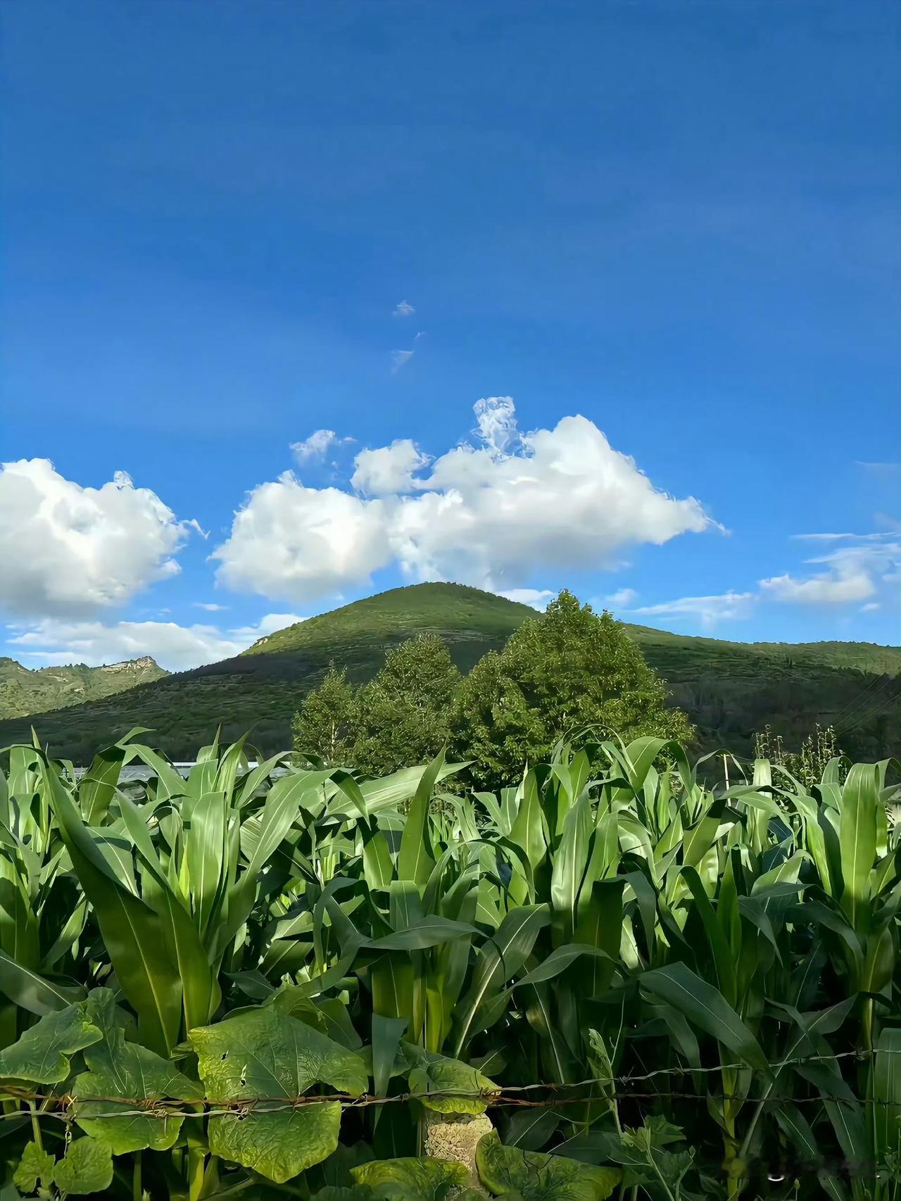 退休回农村老家生活，才是疲惫生活里的解药。
没有车水马龙的喧闹，只有田园的安静自