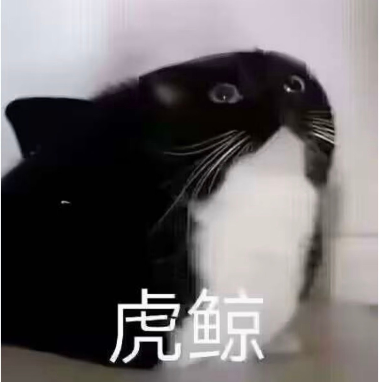 大晚上我笑的一抽一抽的