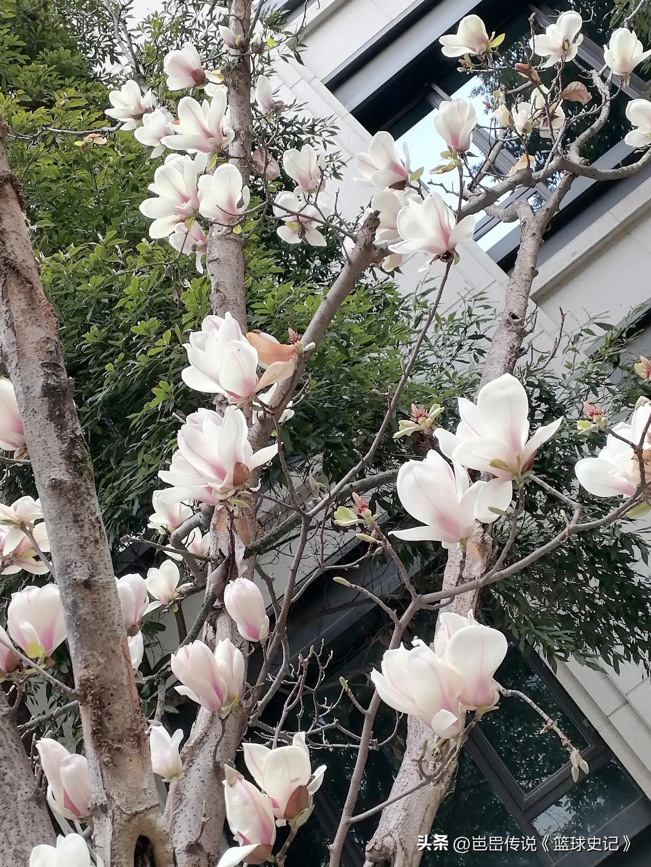 分享一张你相册的拍的花