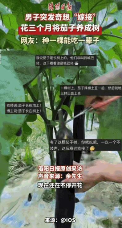 江西有个男的，也不知道咋想的，突然冒出个念头，要给家里的茄子搞嫁接。你说茄子就茄
