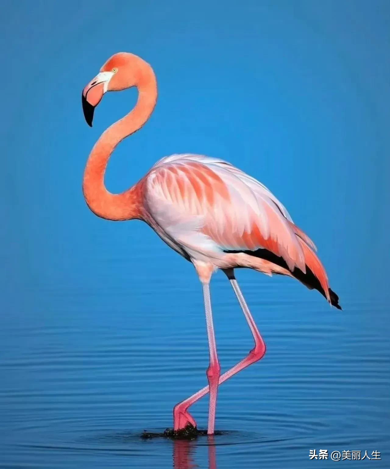 粉色的火烈鸟在清澈的湖水中优雅地行走，美得令人窒息！🌸🦢