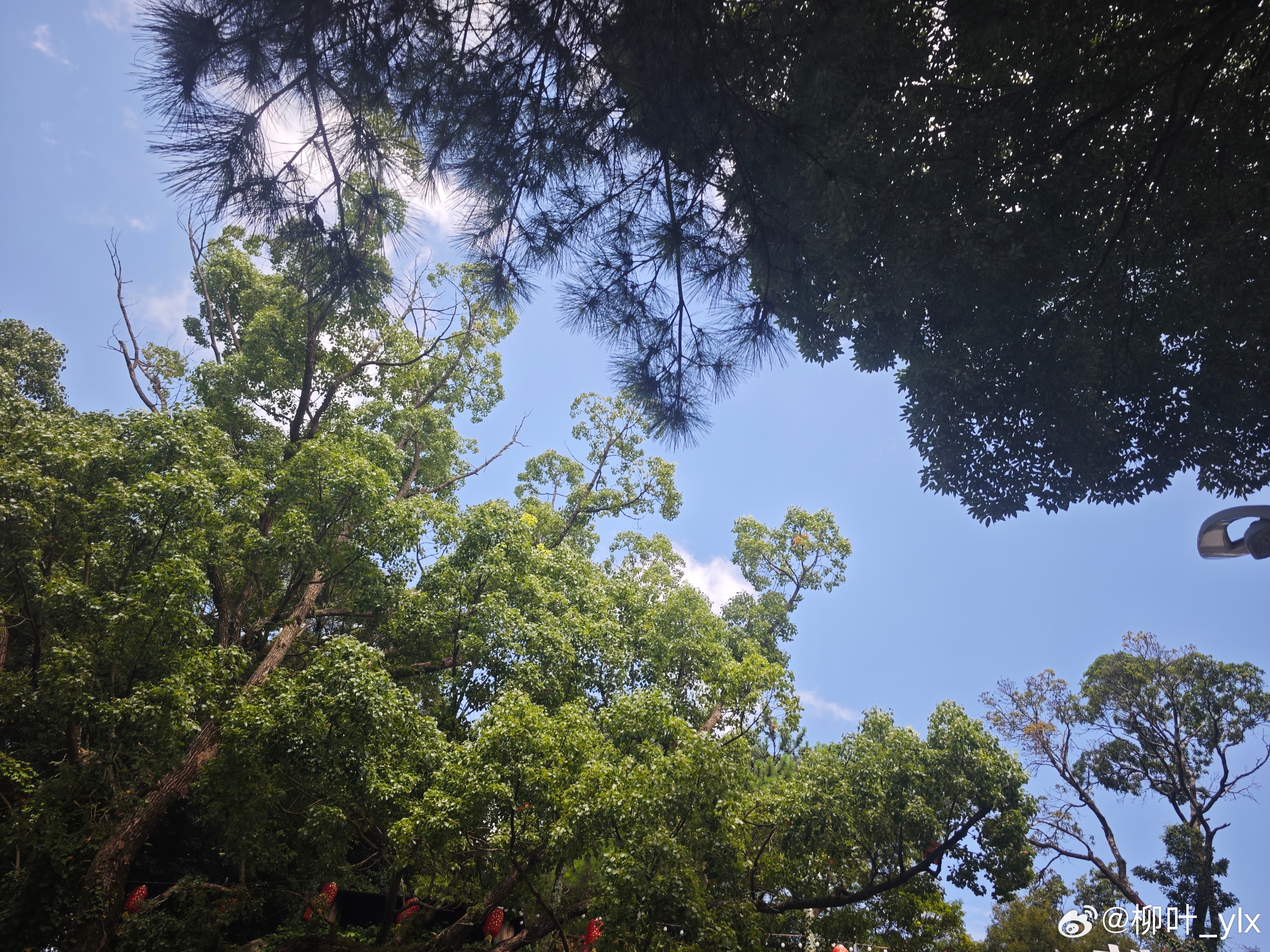 今天抓紧时间，出发来鼓山。值得一来，到处都是树木，很舒服。福州虽热，但是在这里感