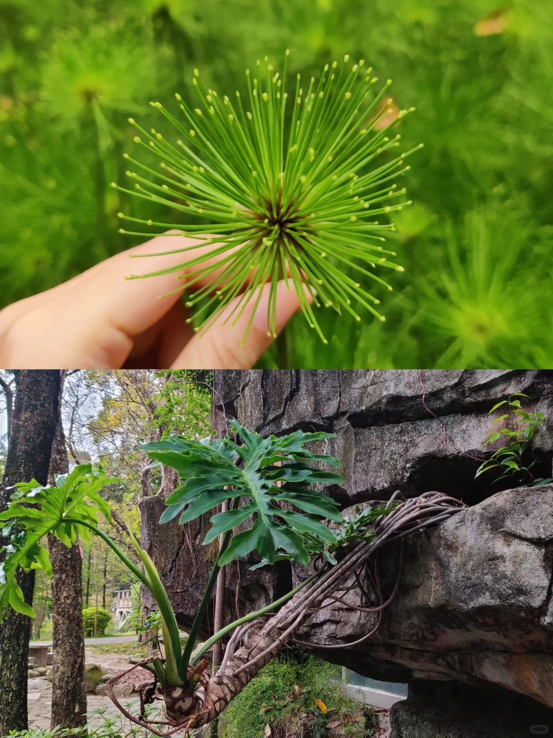 到自然去感受万物生长🌱