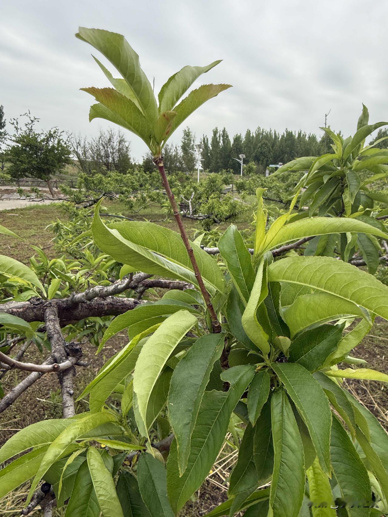 【小对联】
上：风味；
下：……？